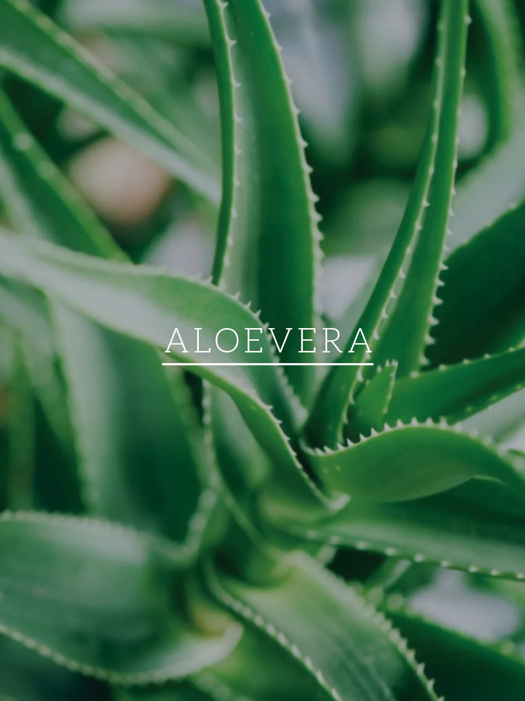 Khadi Natural Hibiscus & Aloe Vera Hair Oil - Mineral Oil, Silicones, Synthetic Fragrance Free - 200ml - Image 5