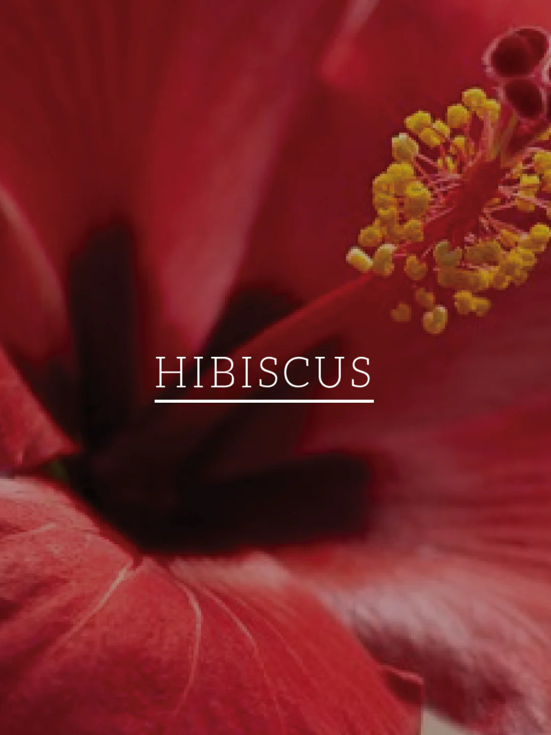 Khadi Natural Hibiscus & Aloe Vera Hair Oil - Mineral Oil, Silicones, Synthetic Fragrance Free - 200ml - Image 6