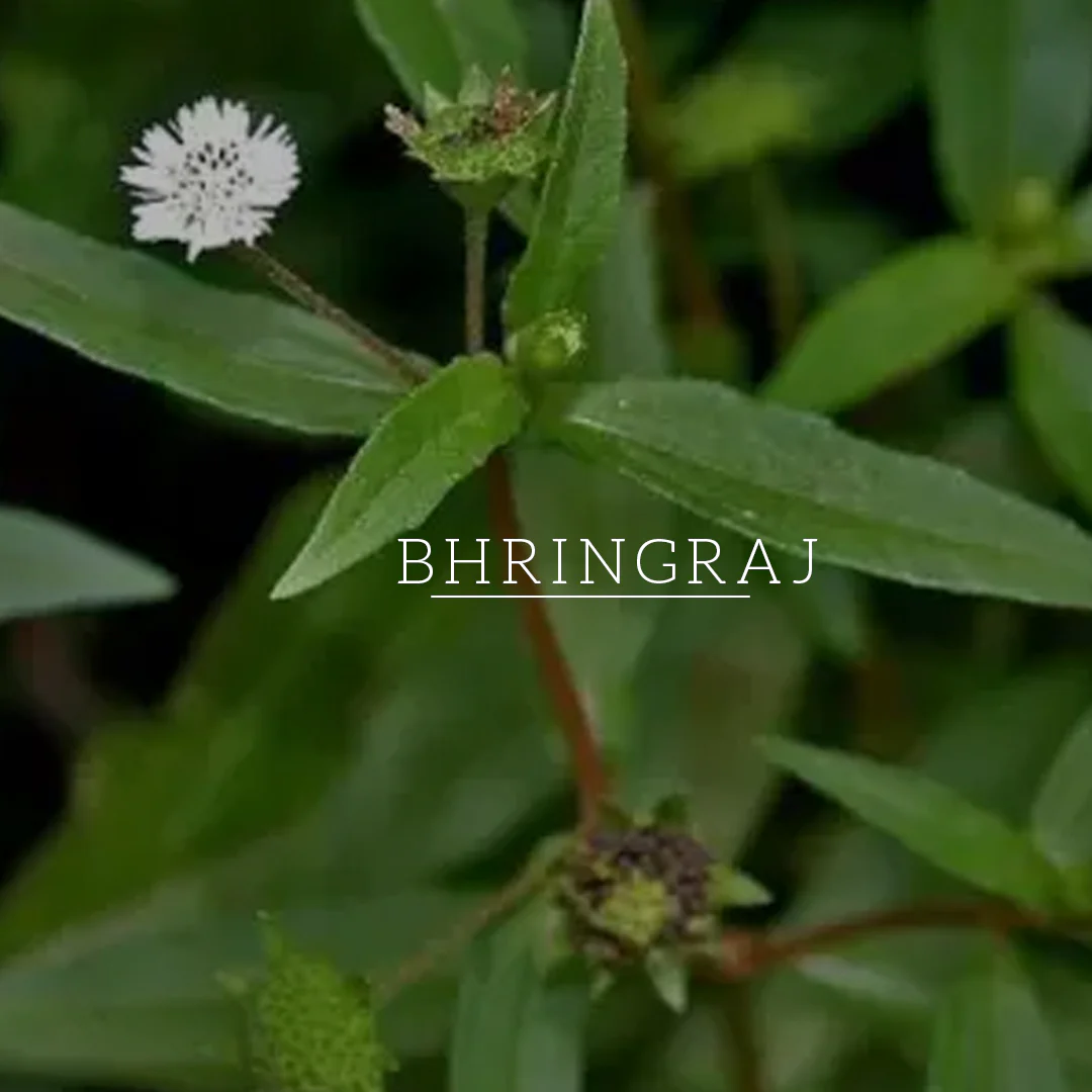 Khadi Natural Amla & Bhringraj Hair Cleanser - SLS, Parabens, Color, Salt & Artificial Fragrance Free - 310ml - Image 6